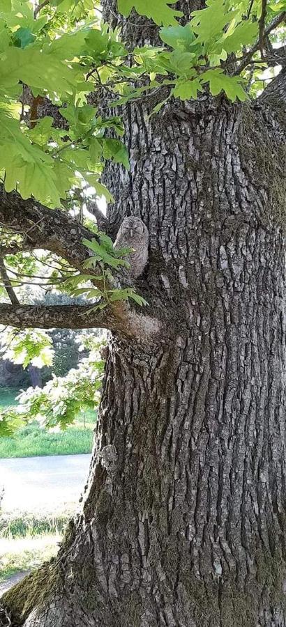 Namelis Nr 1 Adeles Sodyba Sturmai Esterno foto