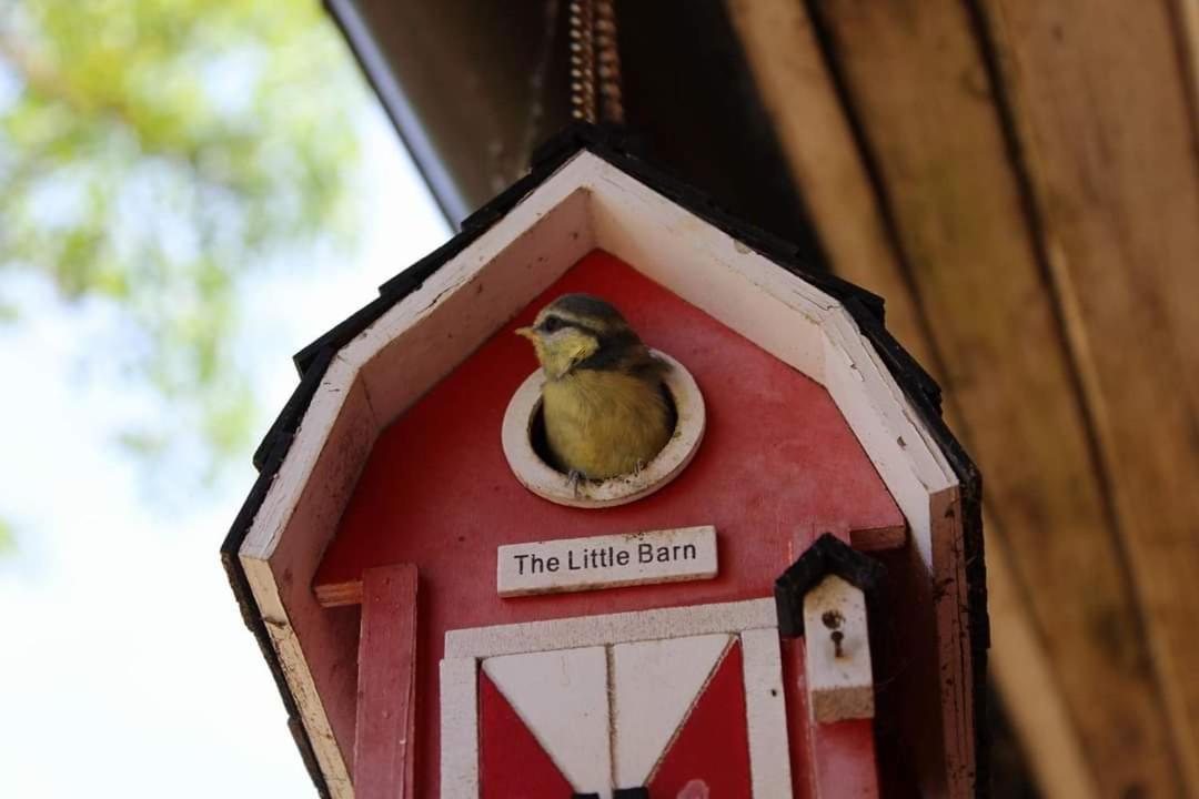 Namelis Nr 1 Adeles Sodyba Sturmai Esterno foto